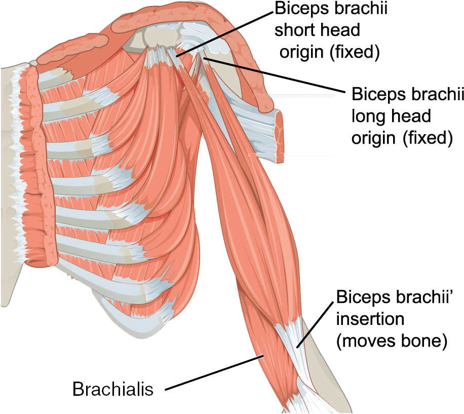 The Muscles Of The Arm - Triceps Brachii And Brachialis (968x856), Png Download