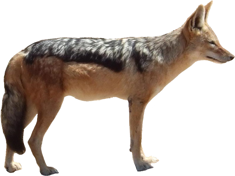 Jackal Png Free Pic - Jackal Png (918x694), Png Download