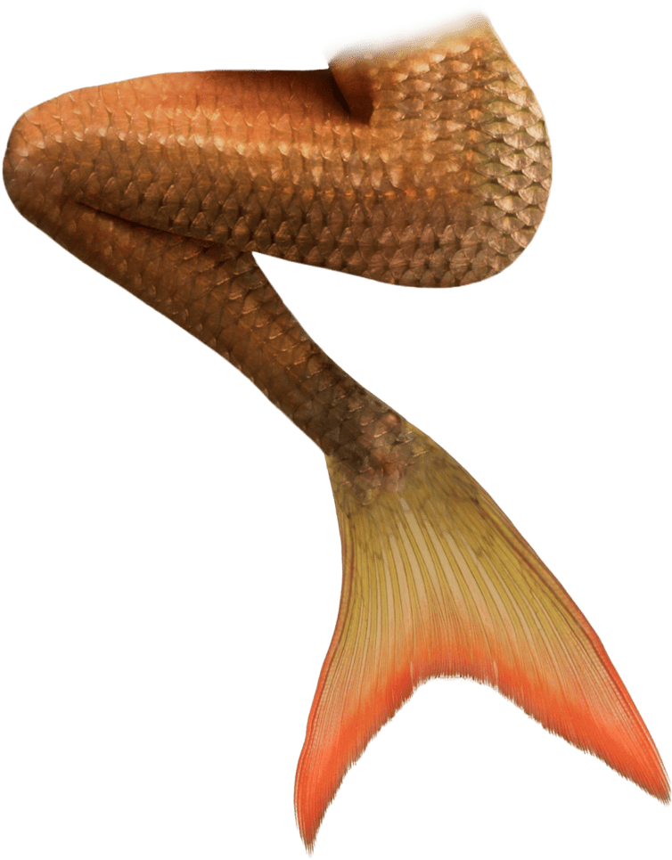Orange Mermaid Tails - Cauda De Sereia Imagens (900x1131), Png Download