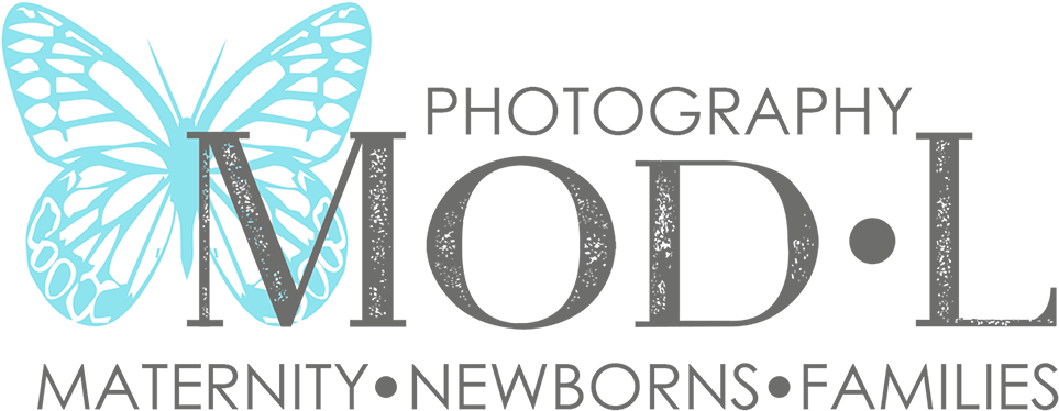 Net-winged Insects (1200x480), Png Download