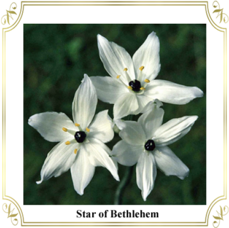 Tulipa Humilis (492x705), Png Download