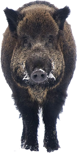 Boar Free Png Image - Wild Boar Png (1024x680), Png Download