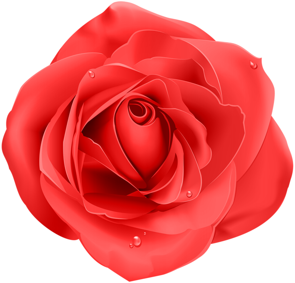 Rose Png - Transparent Png Blue Rose (600x575), Png Download