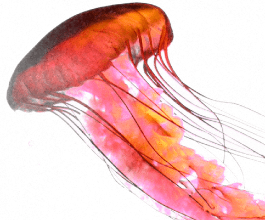 Free Png Download Rose Jellyfish Png Images Background - Jellyfish Png (850x706), Png Download