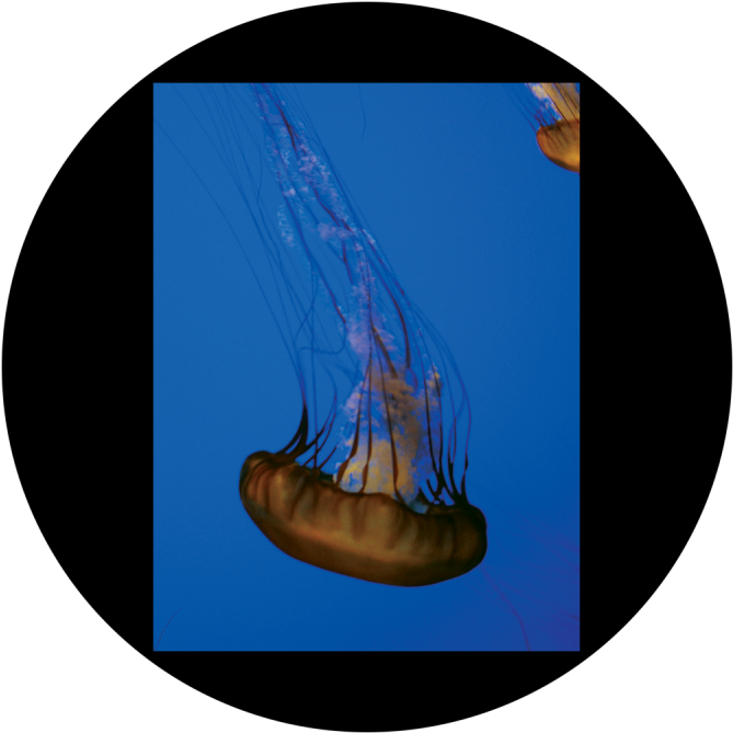D - Antonakos - Single Jellyfish - Jellyfish (800x800), Png Download