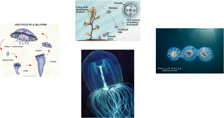 Female Jellyfish Release Eggs Into The Sea And Male - Life Cycle Of A Jellyfish (858x451), Png Download