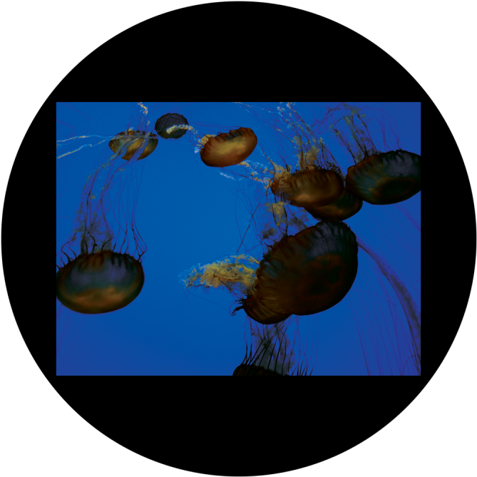 D - Antonakos - Jellyfish - Jellyfish (800x800), Png Download