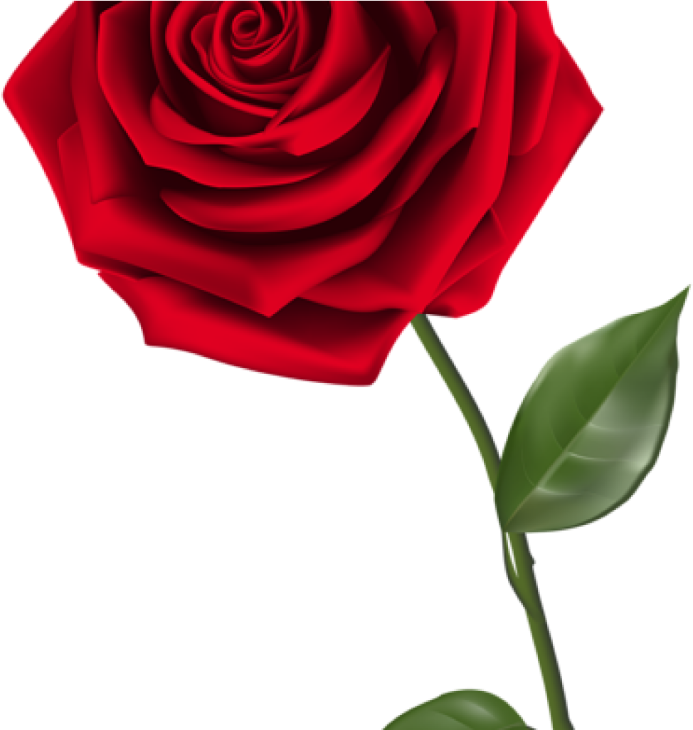 Single Rose Clipart Single Red Rose Png Clipart Image - Transparent Background Rose Hd Png (1024x1024), Png Download