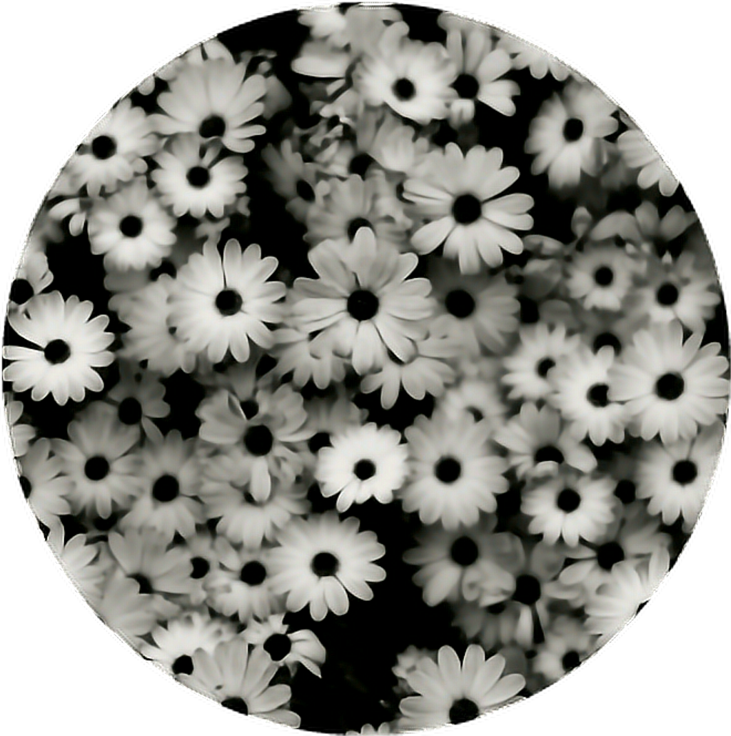 Circle Aesthetic Flower Flowers Blackandwhite Daisy - Black And White Roses Desktop (1024x1030), Png Download