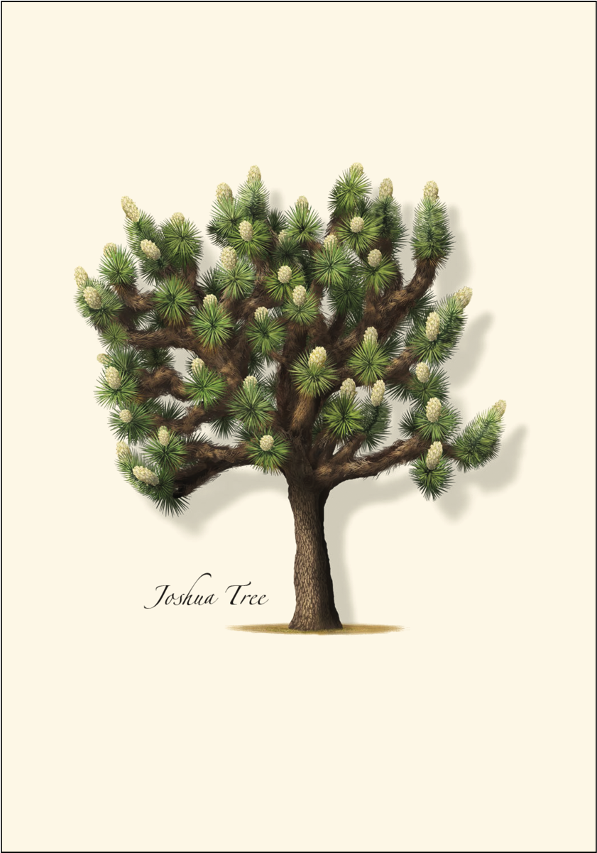 Shopping Cart -  -  - Mexican Pinyon (1200x1200), Png Download