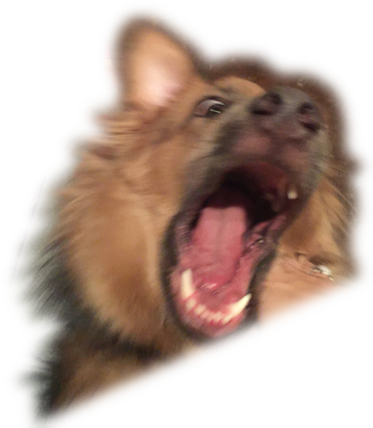 Dog Yawns (526x603), Png Download