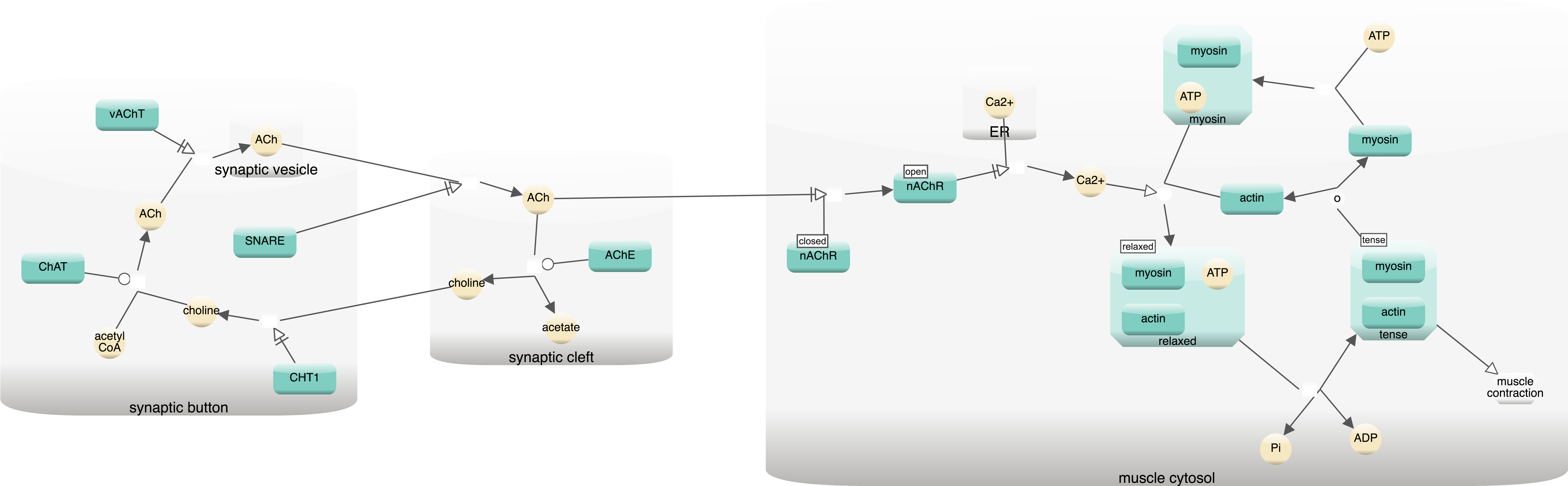 Neuronal Muscle Signaling - Diagram (8952x2784), Png Download
