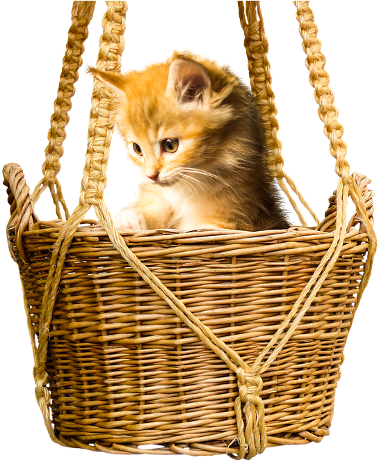 Cat (574x720), Png Download