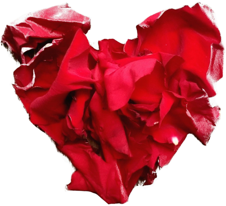 Rose Heart - Garden Roses (1024x1024), Png Download