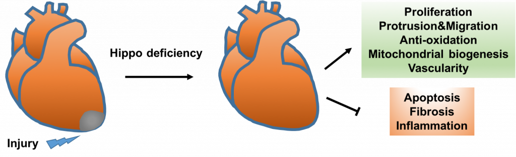 Currently Available Therapies, Such As Drugs And Mechanical (1024x313), Png Download