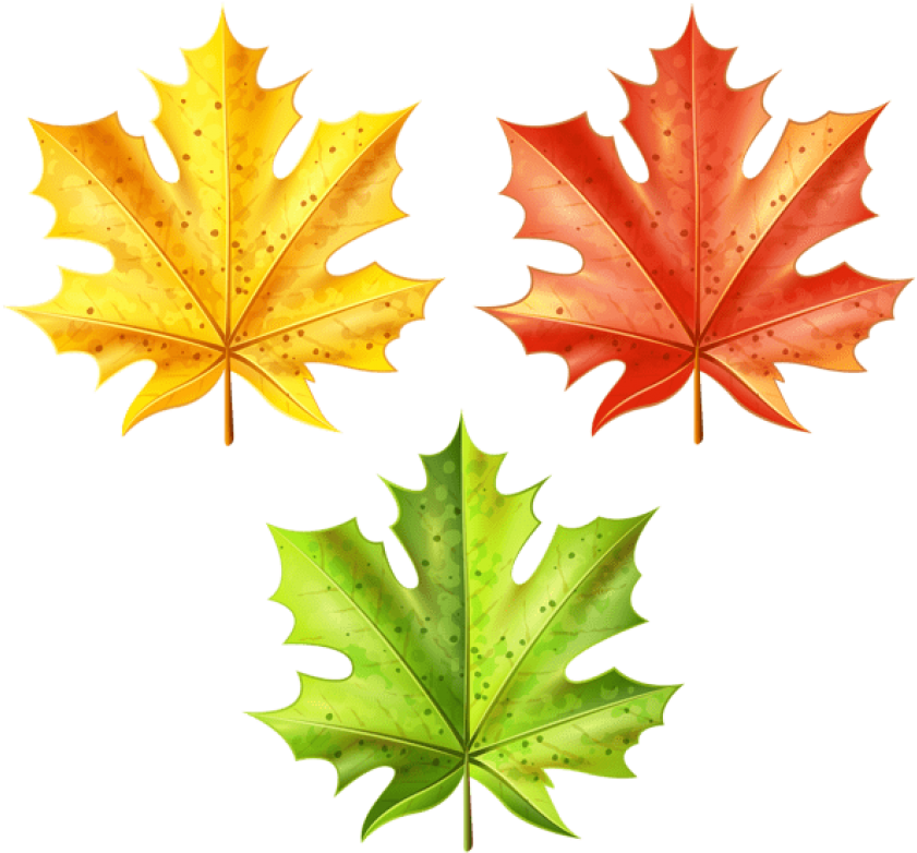 Download Set Of Autumn Leaves Clipart Png Photo - Maple Leaf (850x797), Png Download