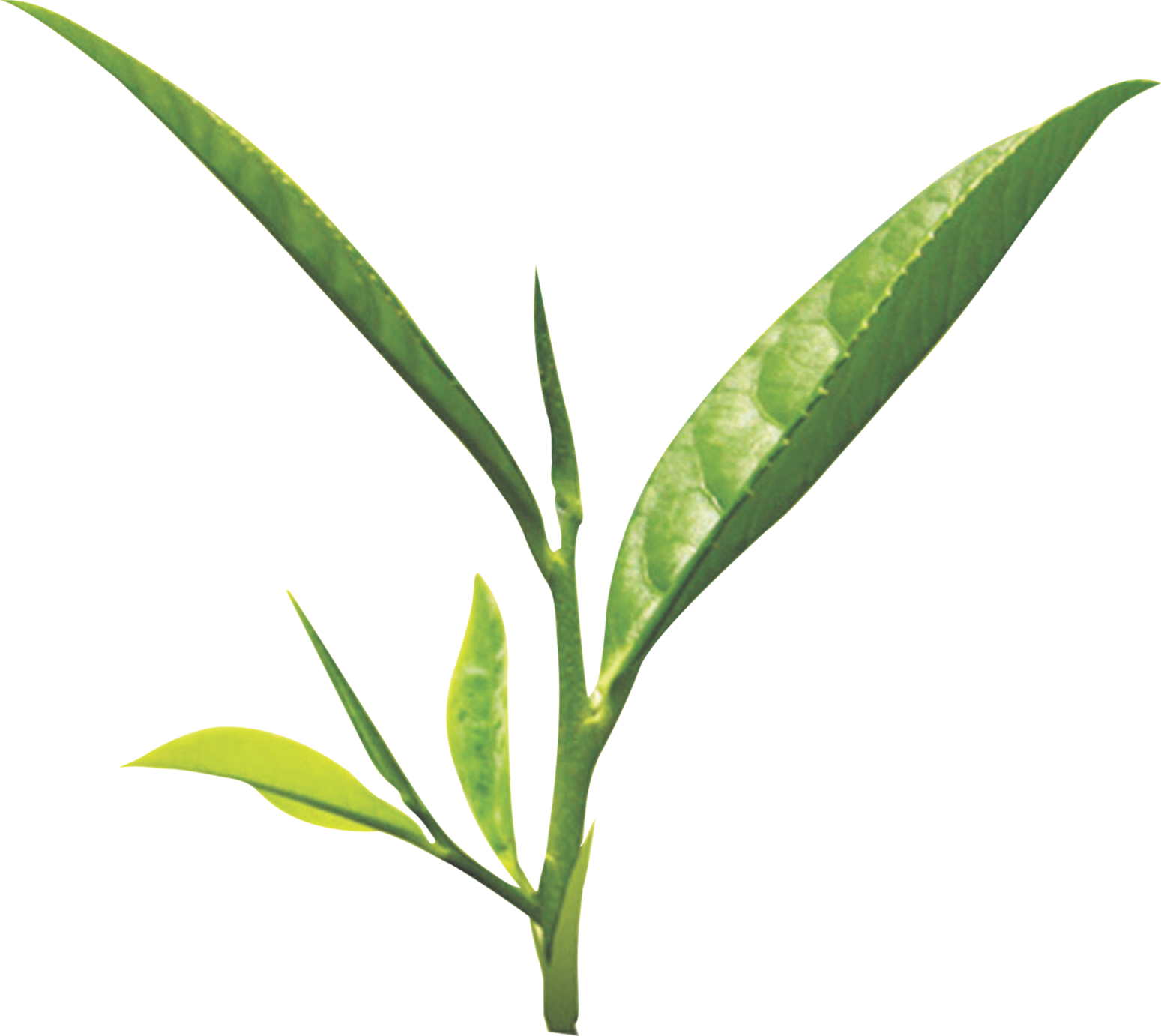 Download Tea Leaf Png - Green Tea Leaf Png - HD Transparent PNG