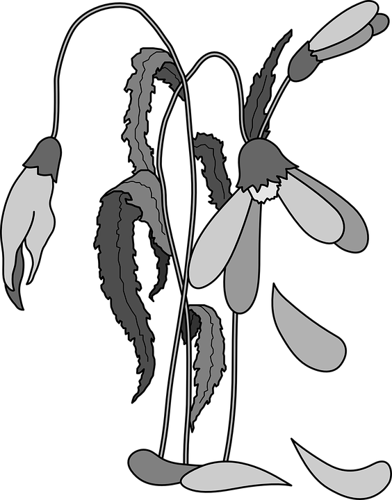 Collection Of Free Daisy Download On Ubisafe - Easy Dead Flower Drawing (564x720), Png Download