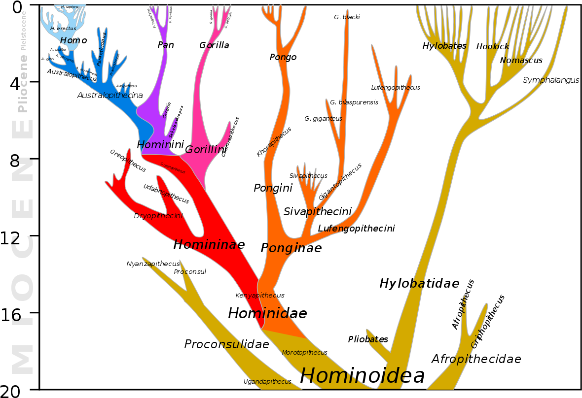Orangutan Human Last Common Ancestor - Common Ancestor Gibbon (1200x826), Png Download
