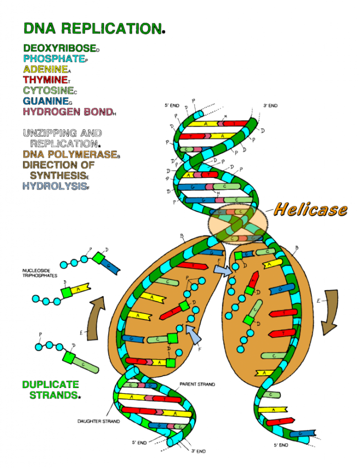 Dna Replication Coloring Key Worksheet Ideas 19 Dna - Dna Transcription Coloring Worksheet (728x942), Png Download