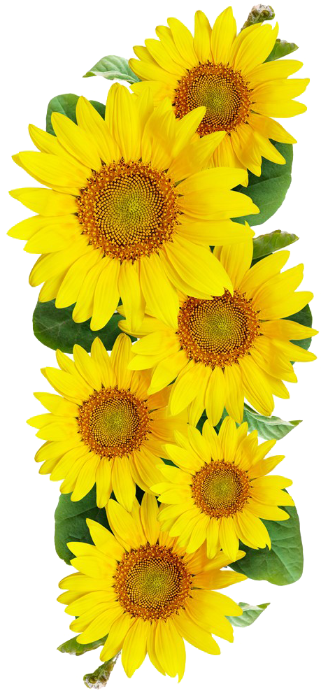 Free Sunflower Images (540x1024), Png Download