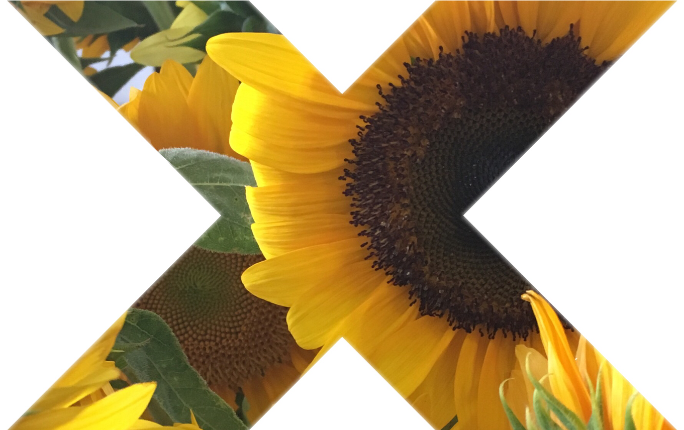 Tumblr Myphoto Sunflower Sticker Gallery Art Interestin - Sunflower (1368x855), Png Download