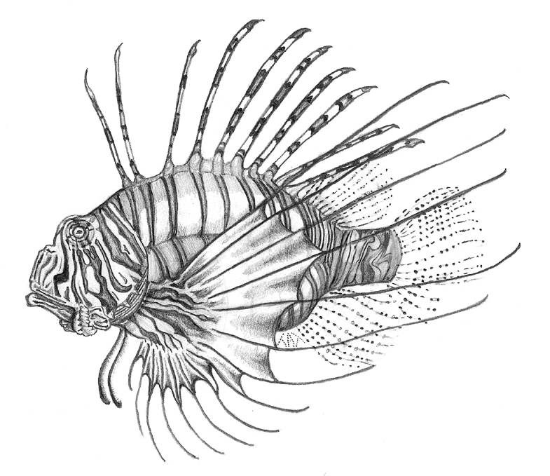 Lionfish (800x687), Png Download