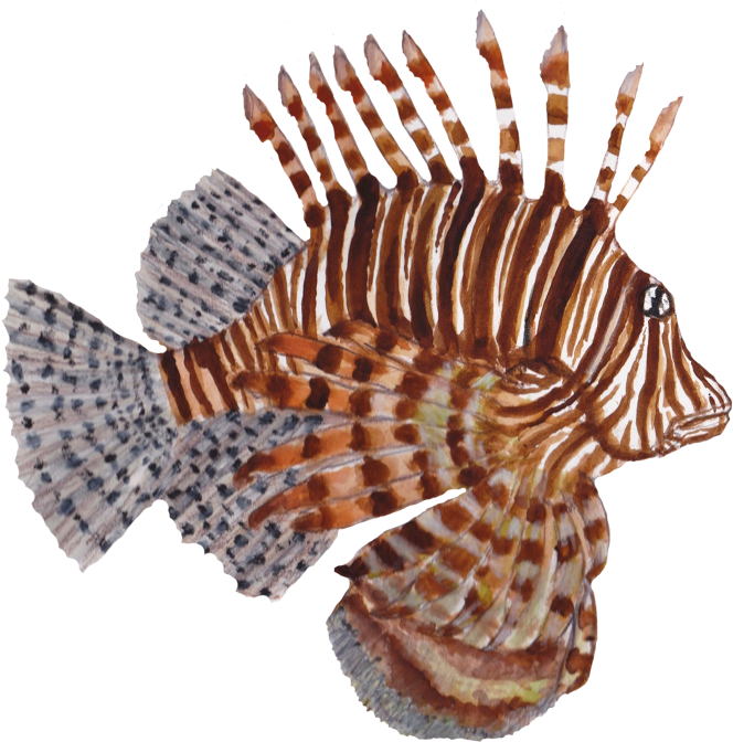 Studies Of Sea Life Drawn In Watercolor Pencils - Lionfish (670x672), Png Download