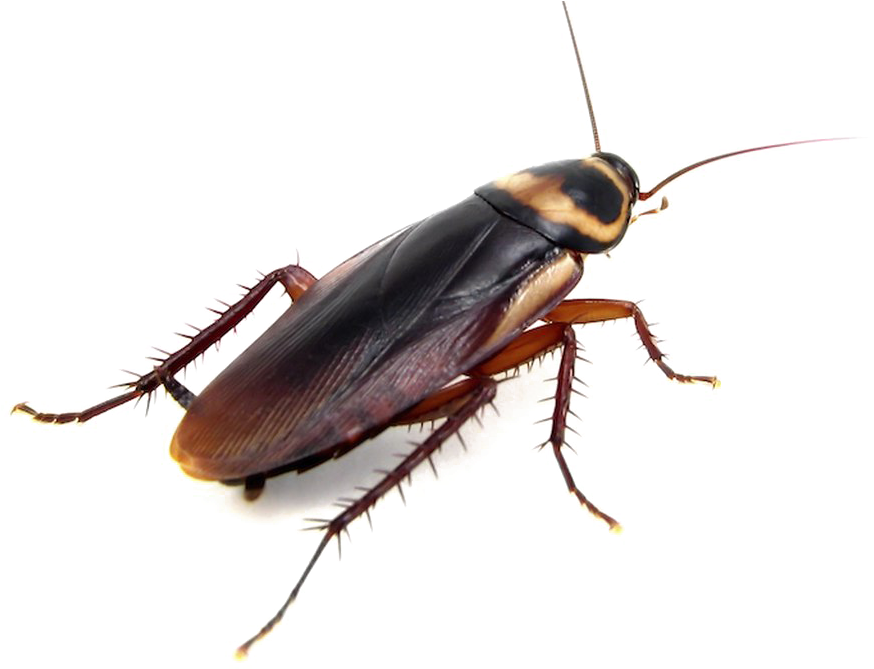 Cockroach Png - Brown Banded Cockroach Roaches (1280x668), Png Download