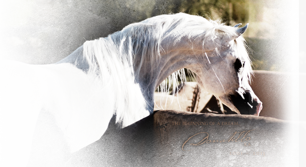 Nestled In Peralta, Nm, Sonrisa Farms Boasts An Extraordinary - Stallion (994x544), Png Download