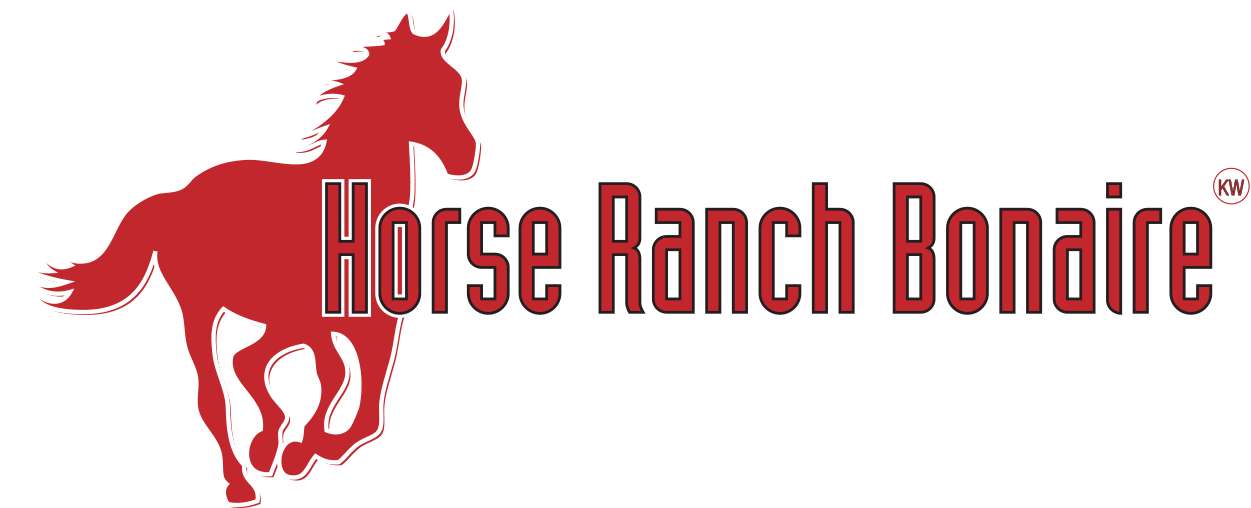 Araber Pferd (1391x550), Png Download