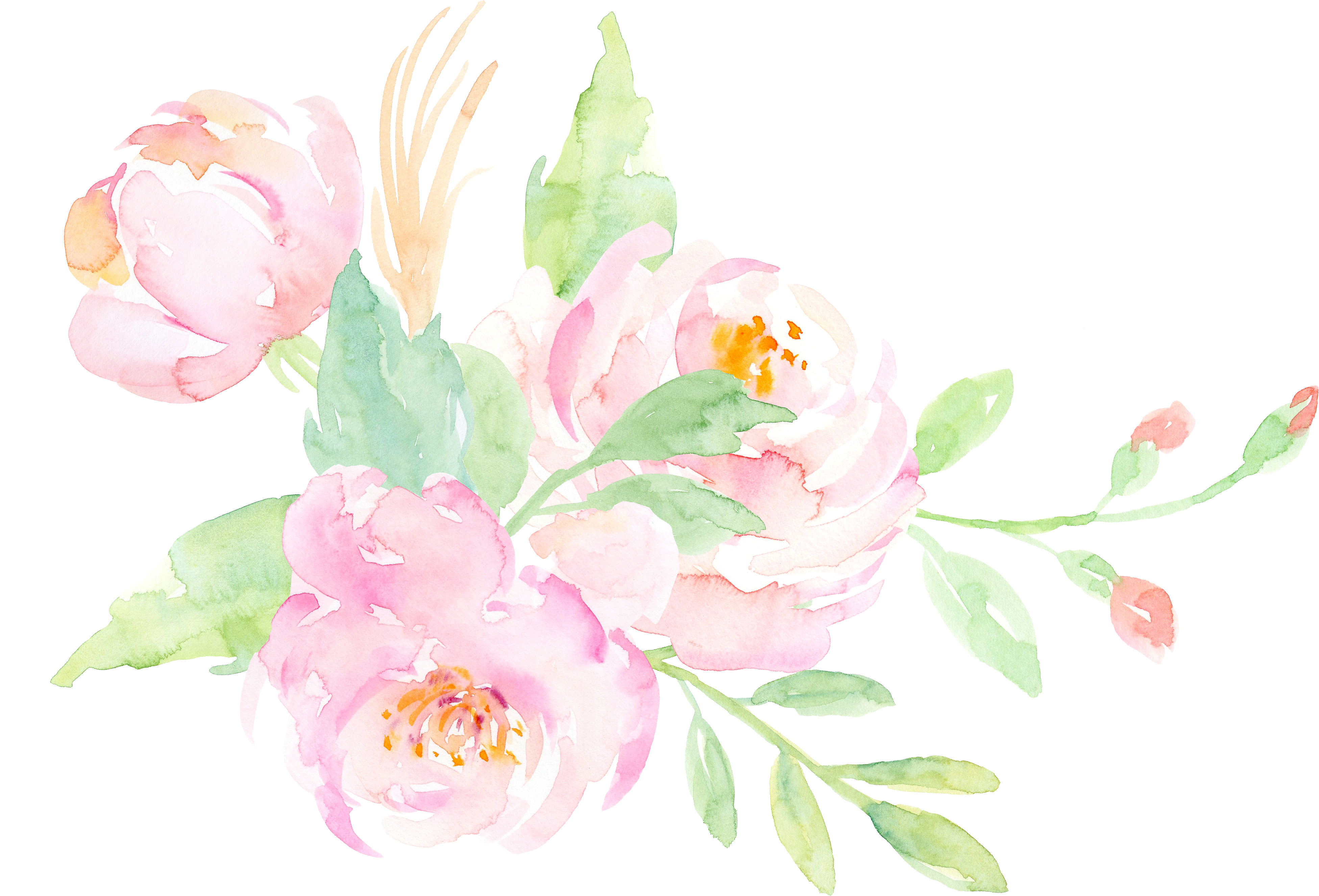 Download Size - Common Peony (3903x2652), Png Download