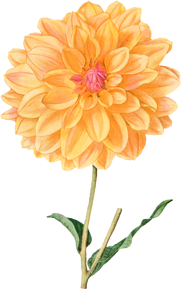 Yellow Hd Gorgeous Vintage Painted Flowers - Dahlia Pinnata Ilustracion (1024x1280), Png Download