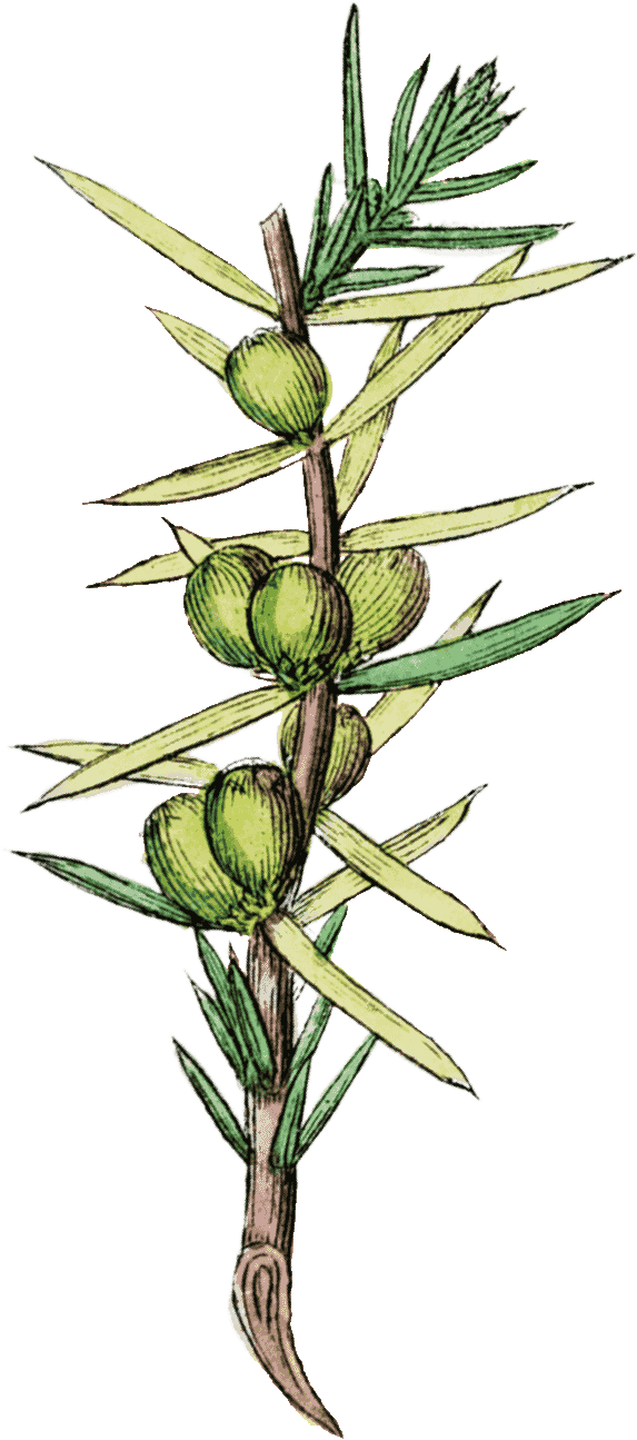 Vertical-plant - Sea Arrowgrass (610x1309), Png Download