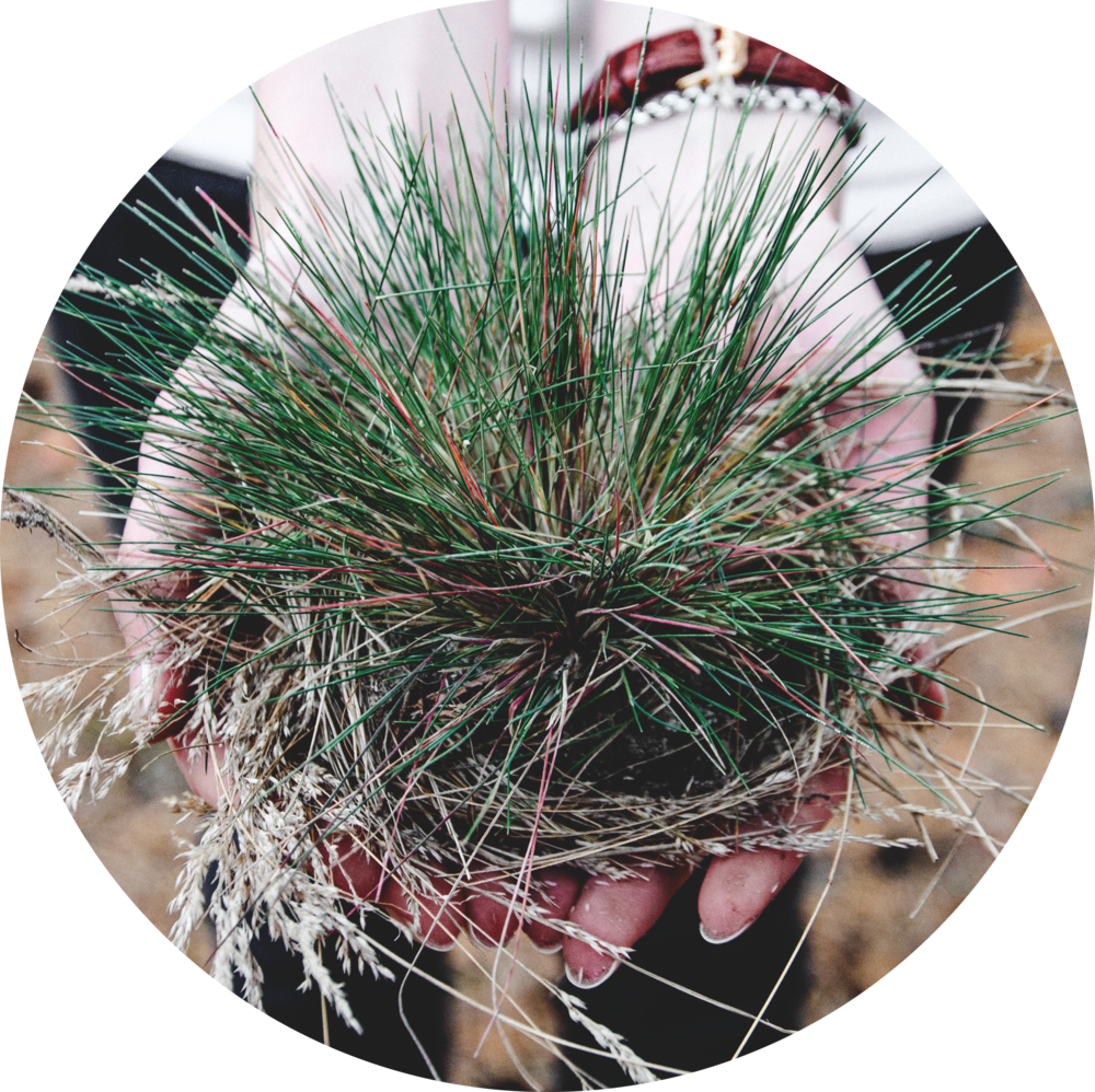 Plant - Weed (1000x998), Png Download