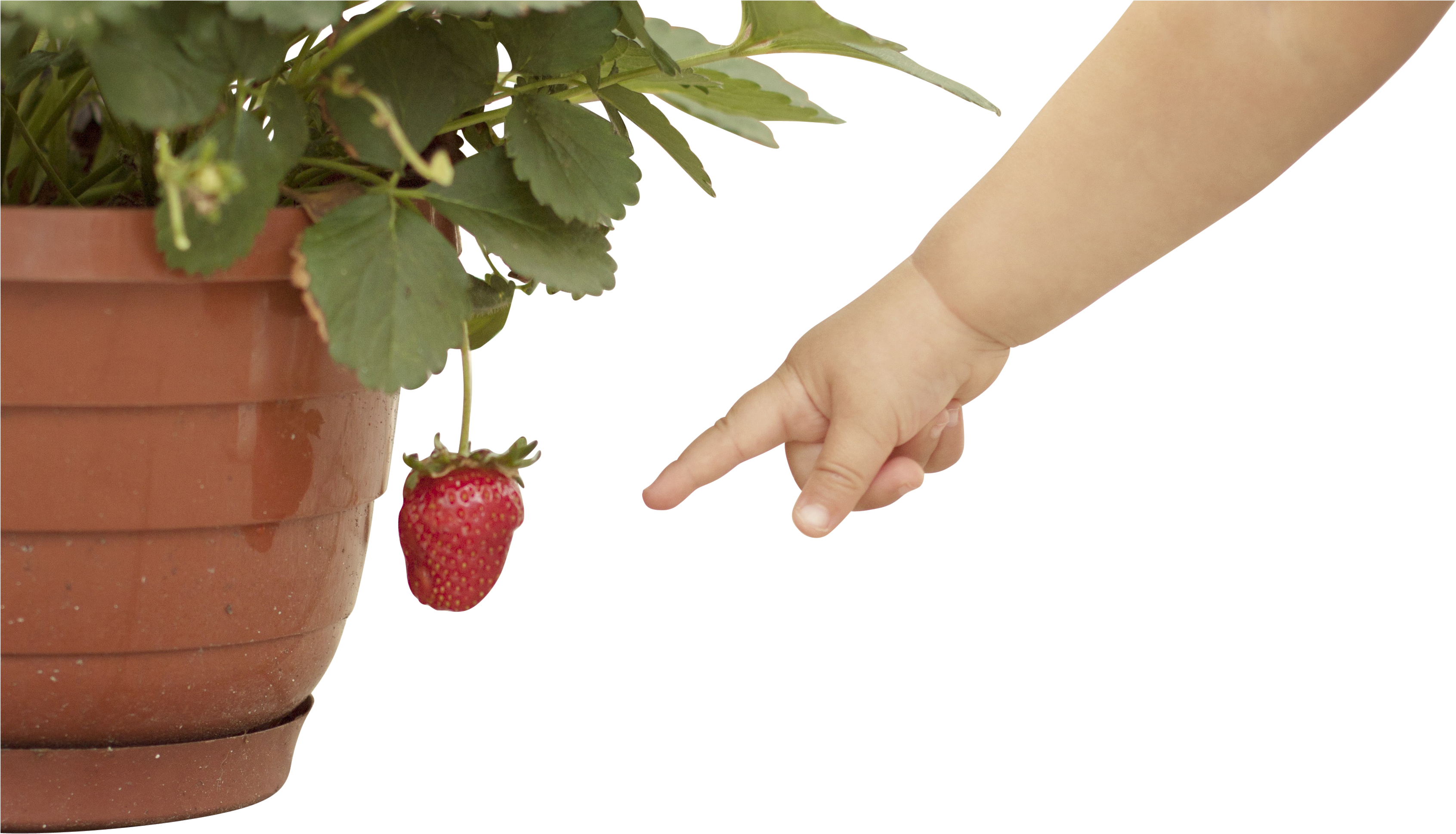 Baby Hand Pointing At Strawberry - Infant (3545x2363), Png Download