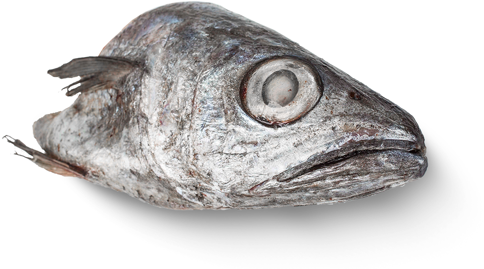 1000 X 667 16 - Deep Sea Fish (1000x667), Png Download
