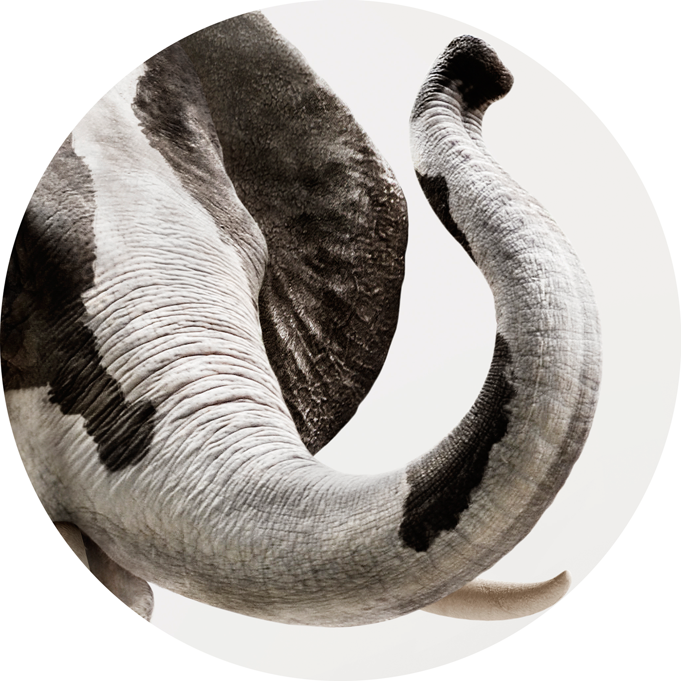 Auiki, Reggio Emilia, Italy - African Elephant (1400x1400), Png Download