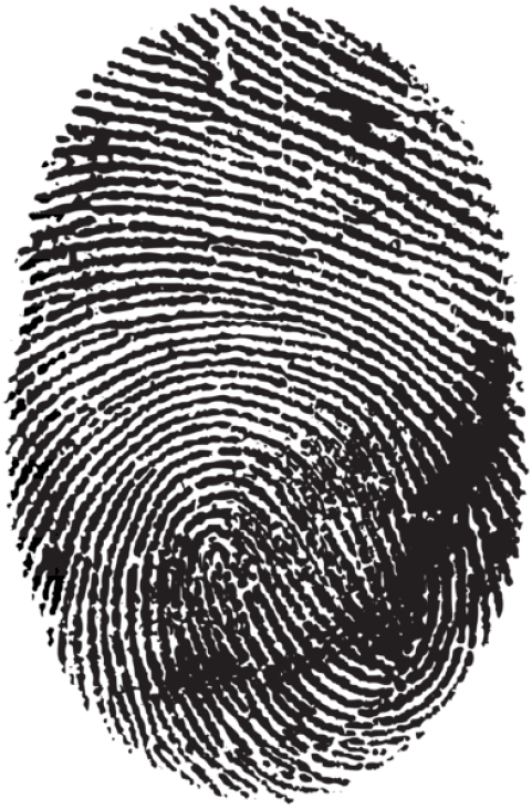 Free Png Download Fingerprint Png Clipart Png Photo - Transparent Background Fingerprint Png (481x731), Png Download