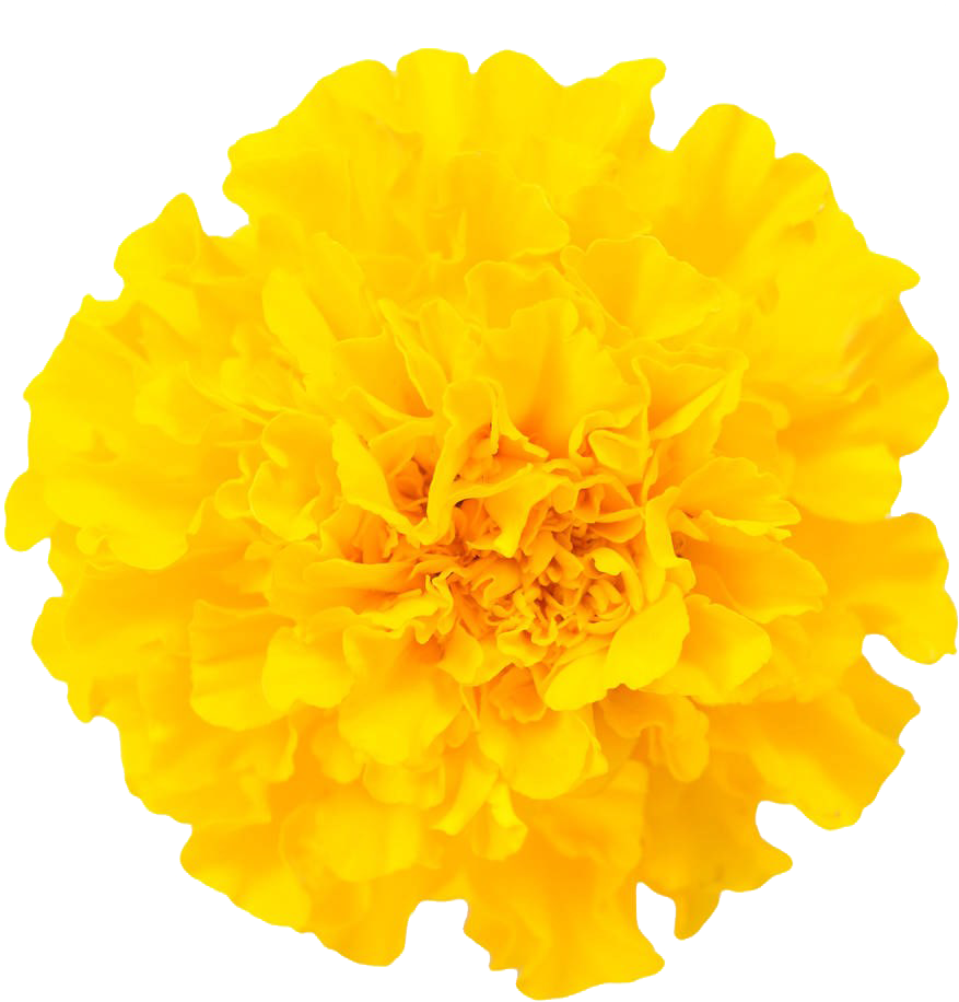 万寿菊特写图片免费下载 (1000x994), Png Download