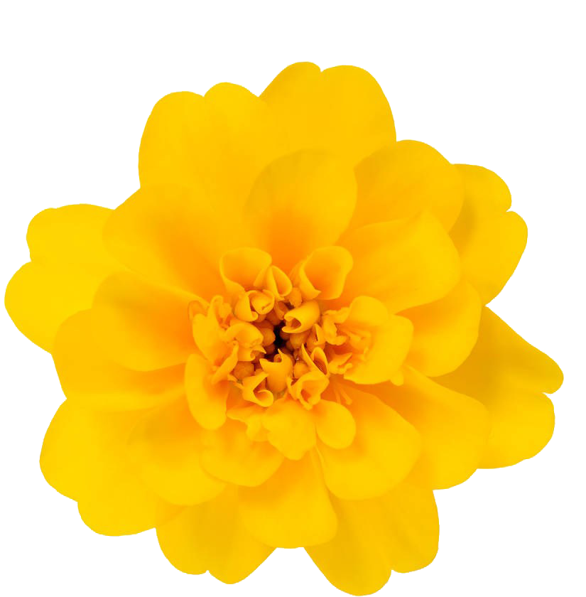 万寿菊特写素材 - Tagetes Patula (1000x935), Png Download