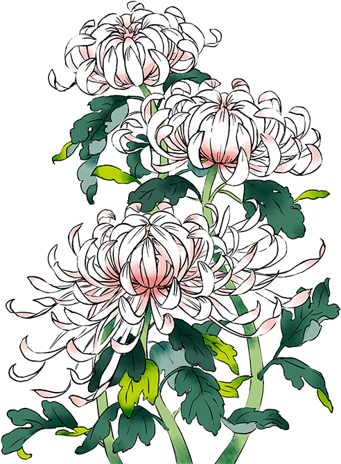 手绘粉色菊花装饰 - Chrysanthemums Drawing Transparent Background (500x679), Png Download
