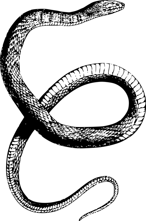American, Animal, Reptile, Snake, Us, Usa, Water - Snake Drawing Transparent (477x720), Png Download