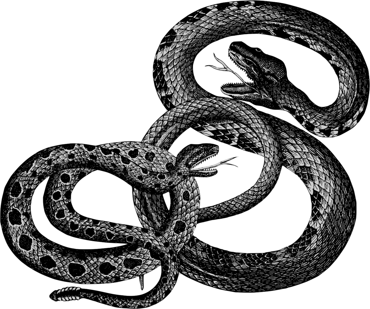Clip Art Black And White Library Bergsig Guest Farm - Vintage Snakes (1280x1068), Png Download
