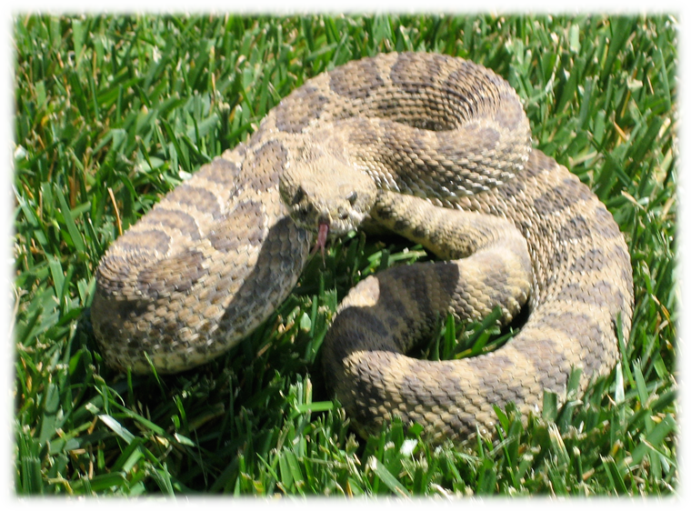 Rattlesnake In Our Backyard - Serpent (760x562), Png Download