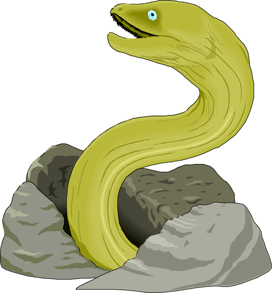 Moray Eel Illustration (557x600), Png Download