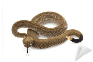 Patternless Western Diamondback Rattlesnake Wall Mural - Western Diamondback Rattlesnake (400x400), Png Download