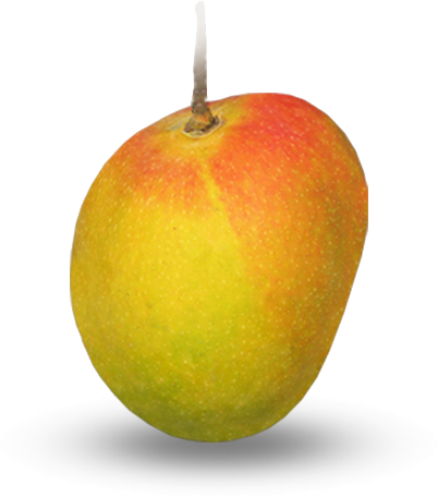 Free Mango Clipart Ripe - Ratnagiri (402x456), Png Download