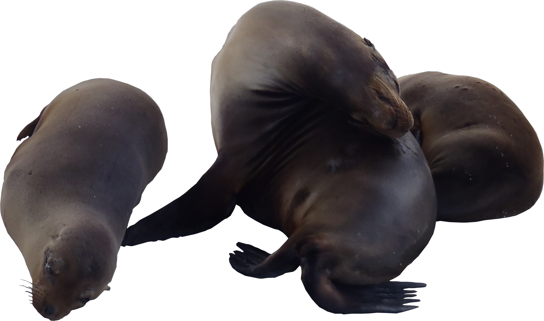 Sea Lions Png Textures - Sea Lion Png Transparent (2280x1346), Png Download