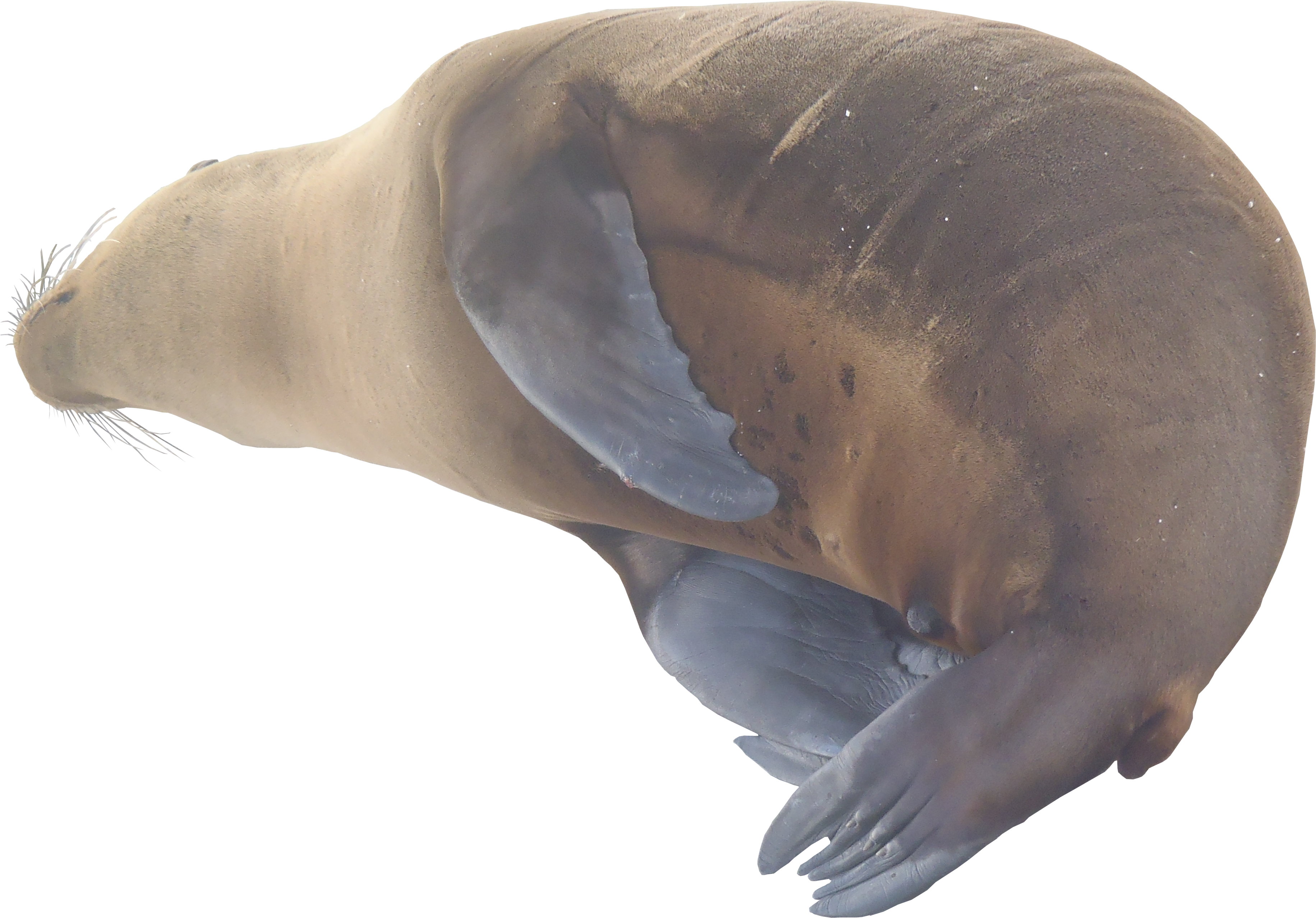 Sea Lion Png Texture - Lion (3662x2554), Png Download